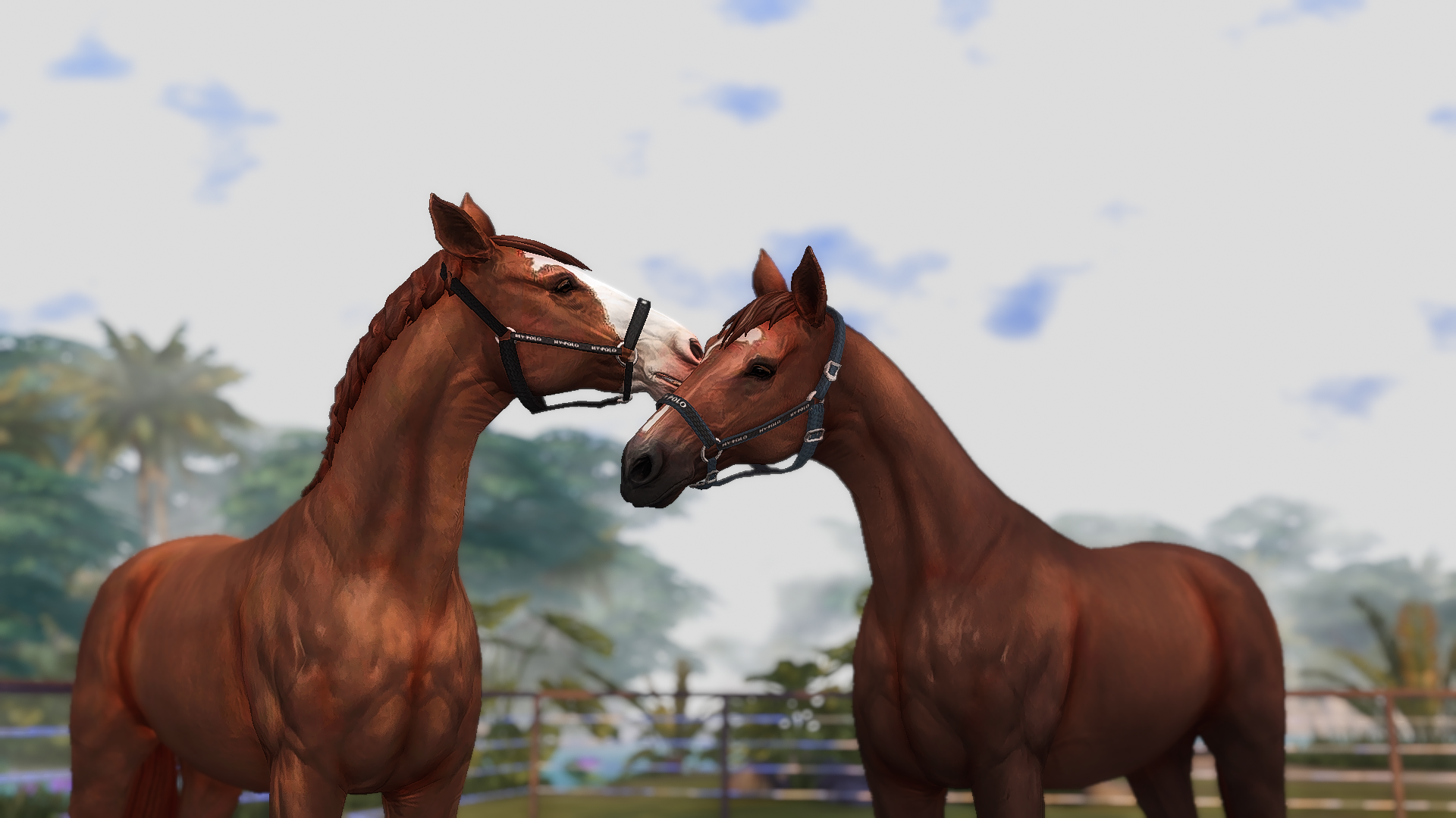 Two horses nuzzling